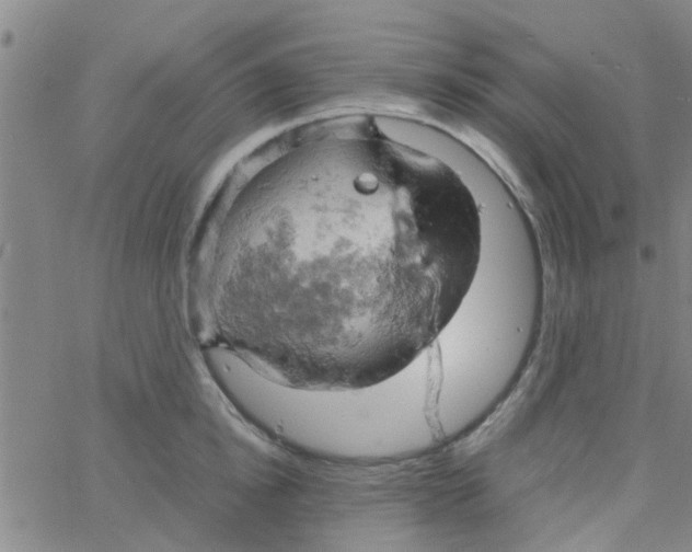 X0000061740854200512231458