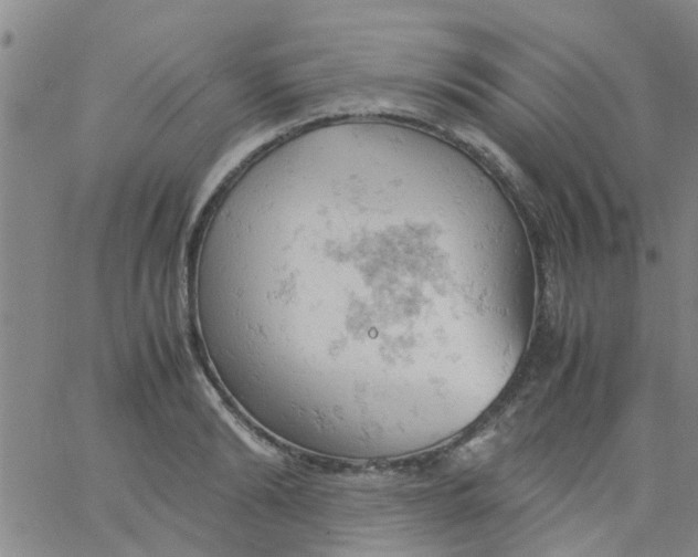 X0000061740894200512231457