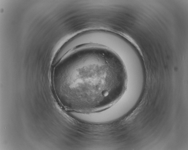 X0000061740935200512231456