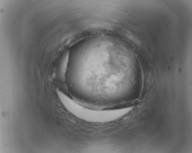 X0000061740965200512231456