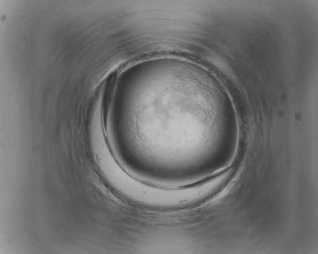 X0000061740969200512231456