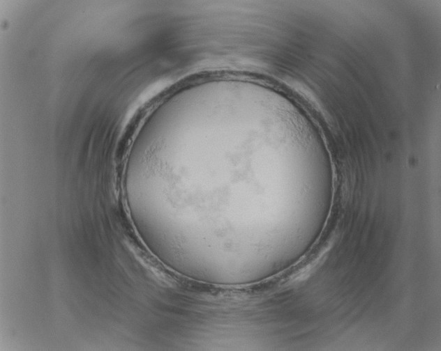 X0000061740974200512231456