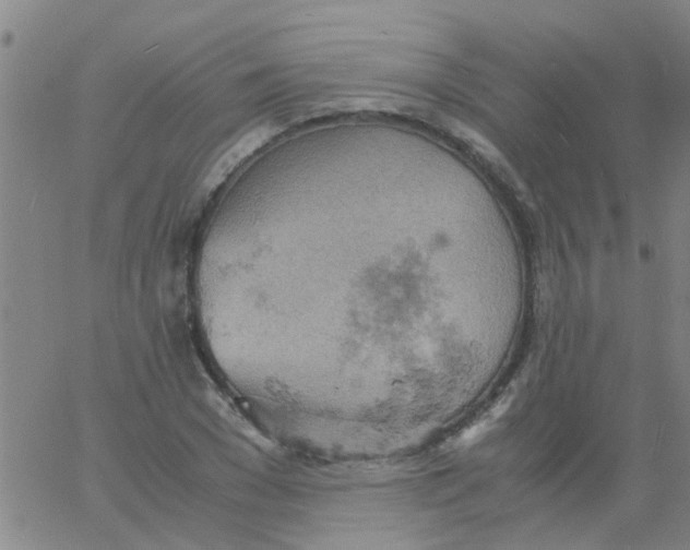 X0000061740977200512231456