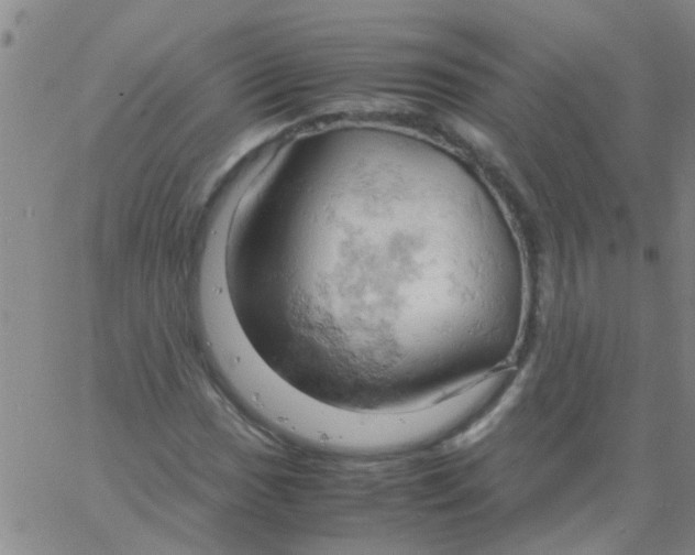 X0000061741017200512231454