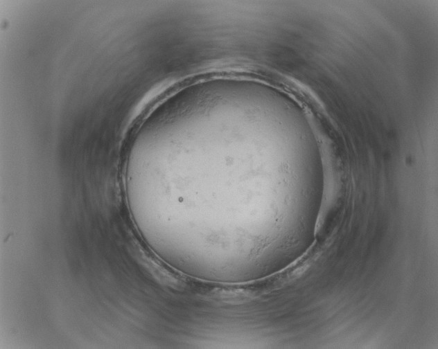 X0000061741168200512231452