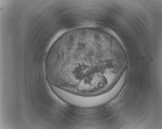 X0000061741243200512231452