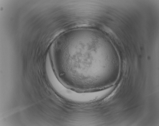 X0000061741353200512231449