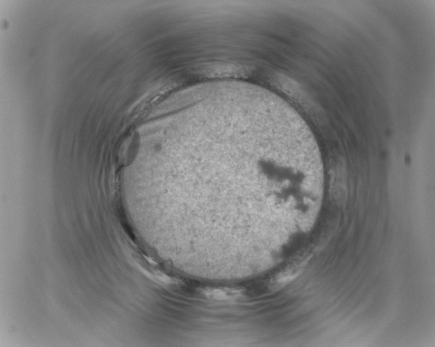 X0000061740165200512302221