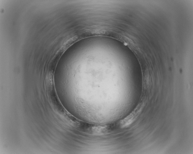 X0000061740172200512302221