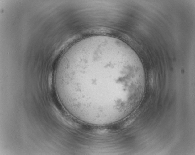 X0000061740206200512302220