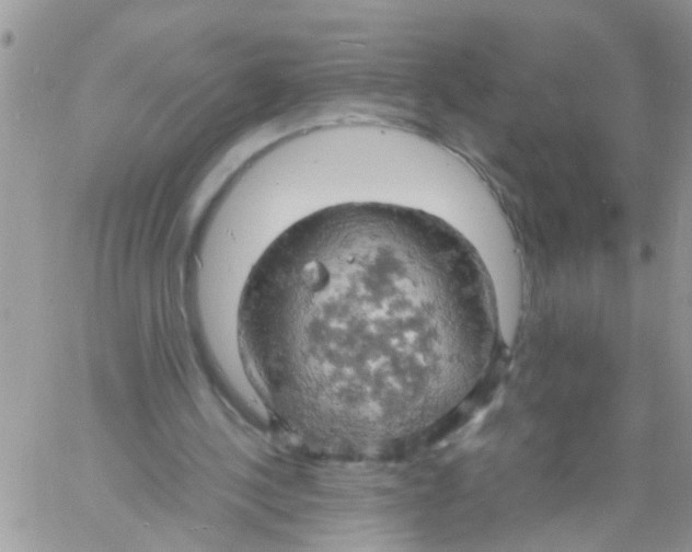 X0000061740244200512302219