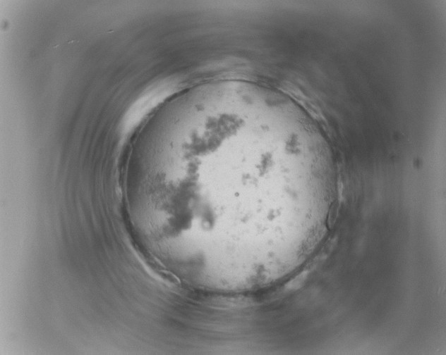 X0000061740245200512302219