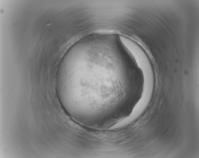 X0000061740385200512302217