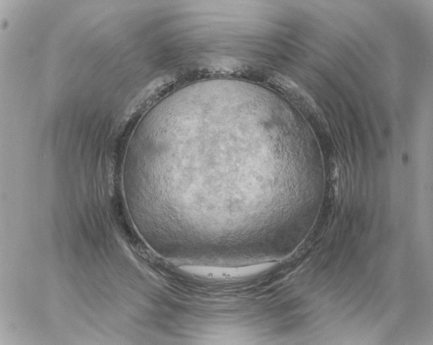 X0000061740496200512302215