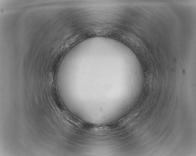 X0000061740752200512302211