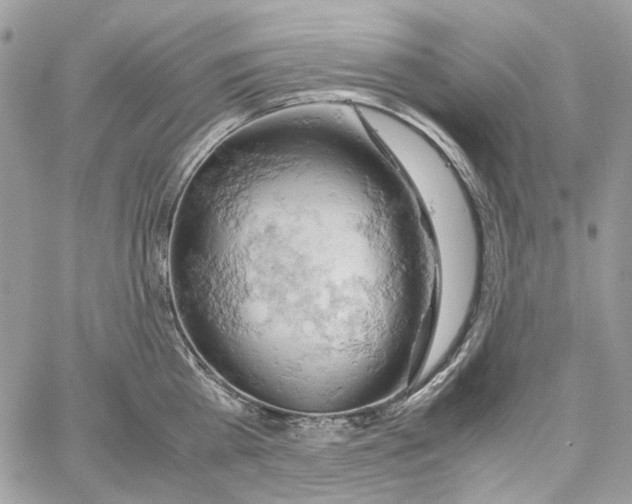 X0000061740809200512302210