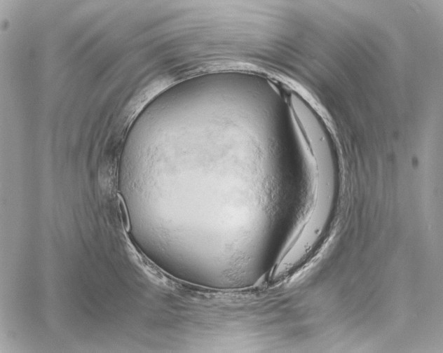 X0000061740905200512302208