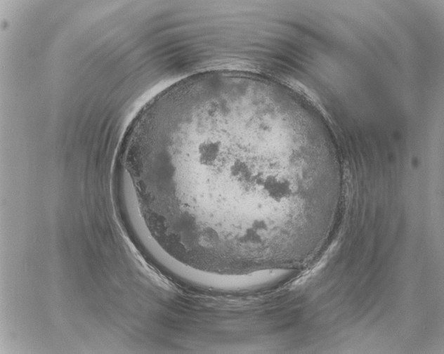 X0000061741125200512302204