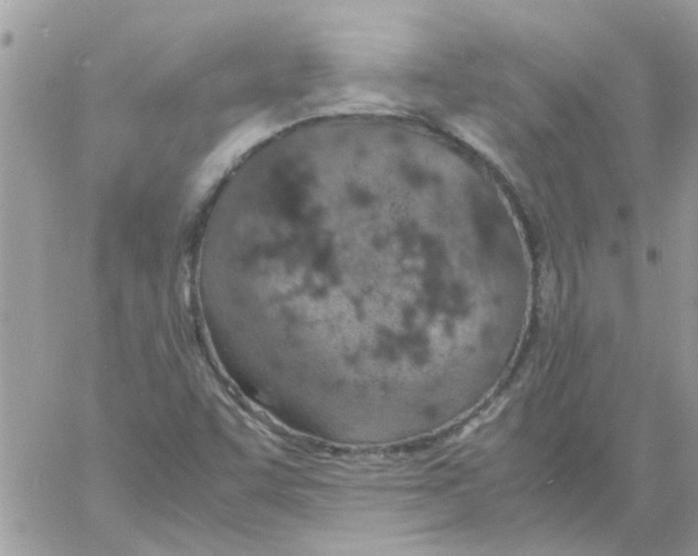 X0000061741455200512302159