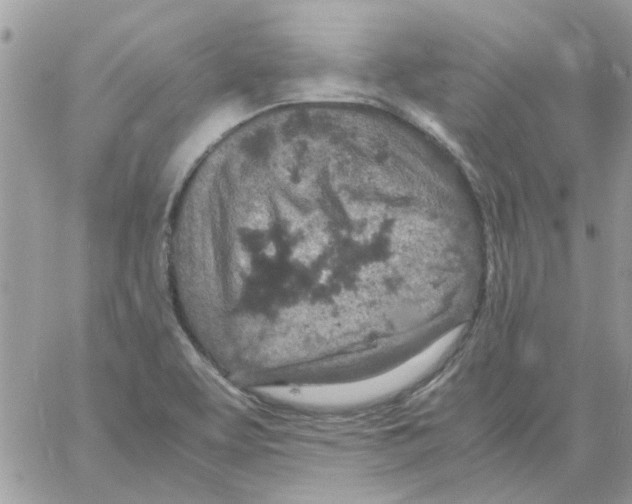 X0000061741463200512302159