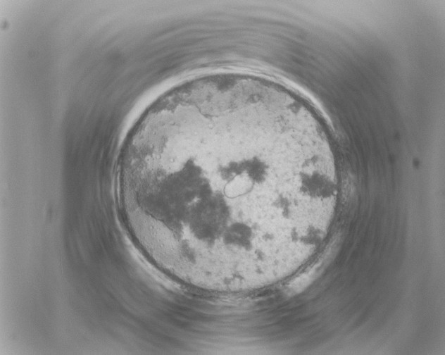 X0000061741514200512302158