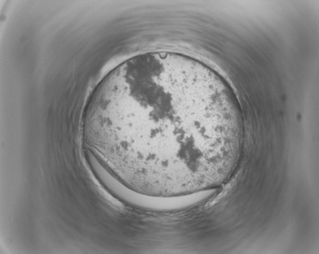 X0000061741525200512302158