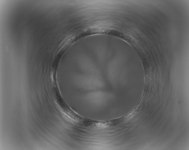 X0000061750166200512021521