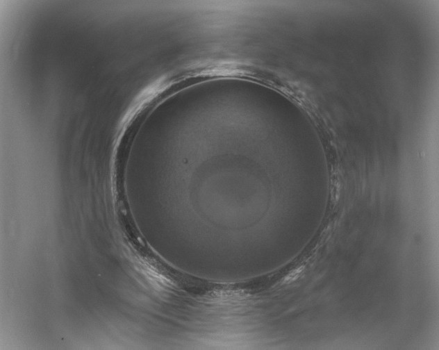 X0000061750296200512021519