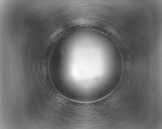 X0000061750869200512021509