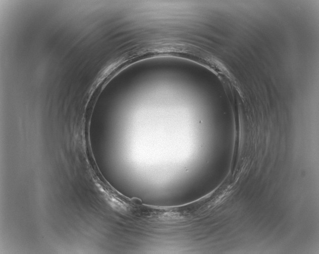 X0000061750986200512021507