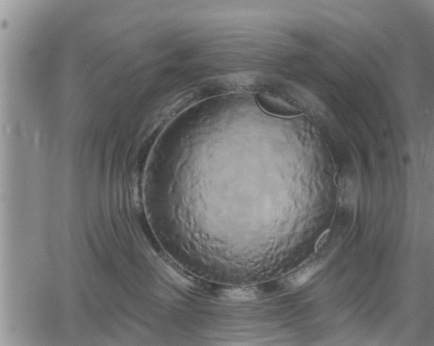 X0000061750238200512050916