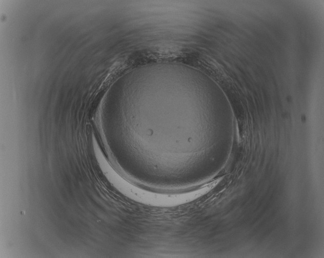 X0000061750866200512050905