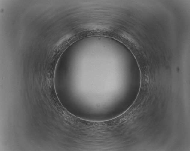 X0000061750869200512050905