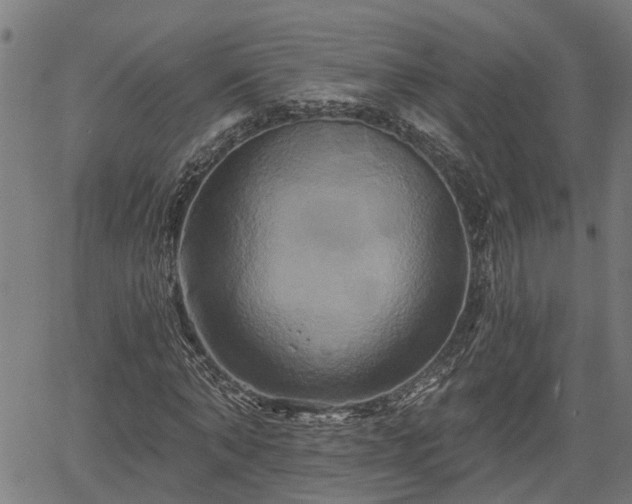 X0000061750870200512050905