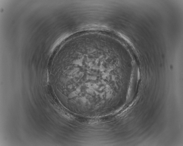 X0000061751267200512050859