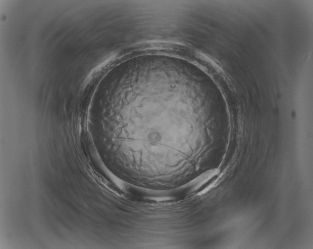 X0000061751403200512050856