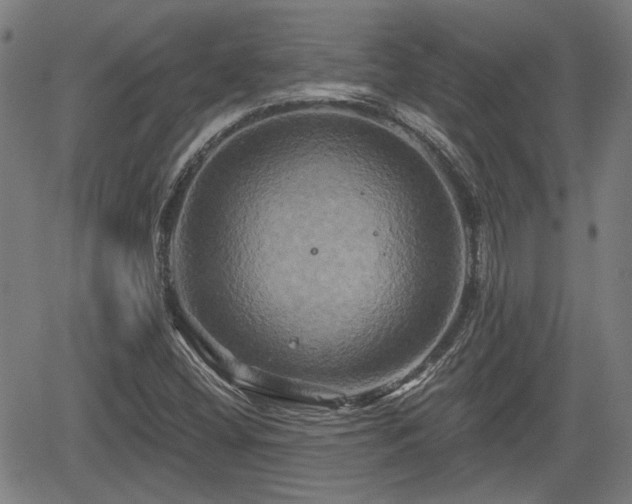 X0000061751404200512050856