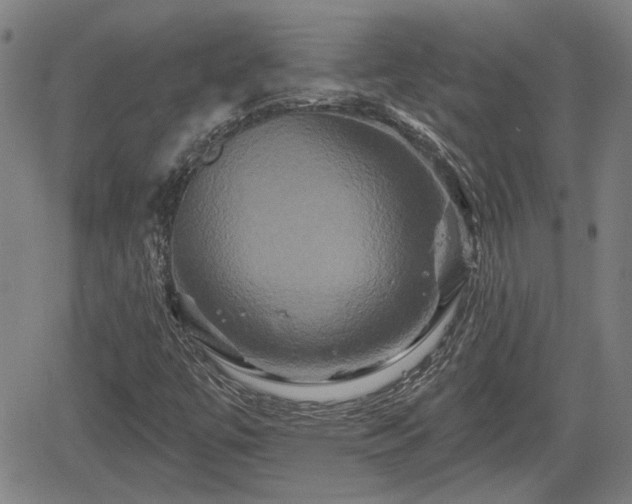 X0000061751447200512050856