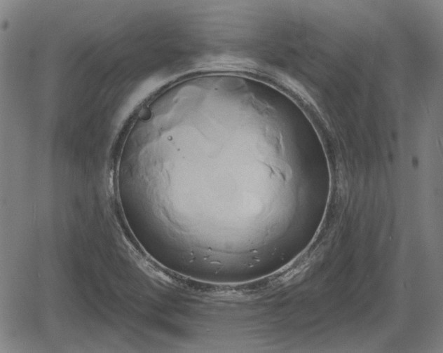 X0000061751462200512050856