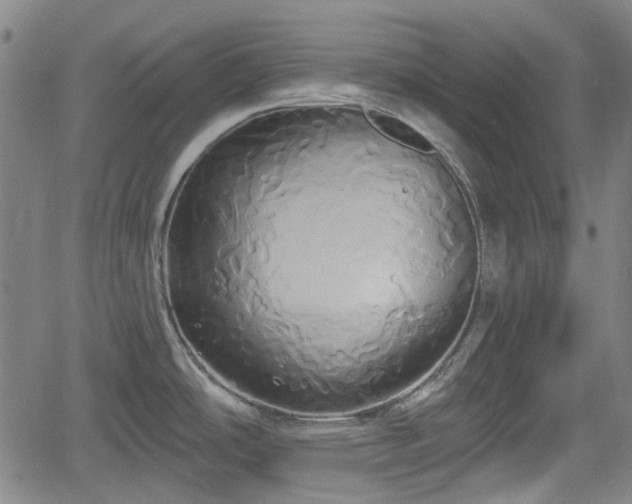 X0000061751486200512050855