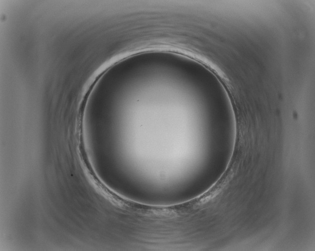 X0000061751526200512050855