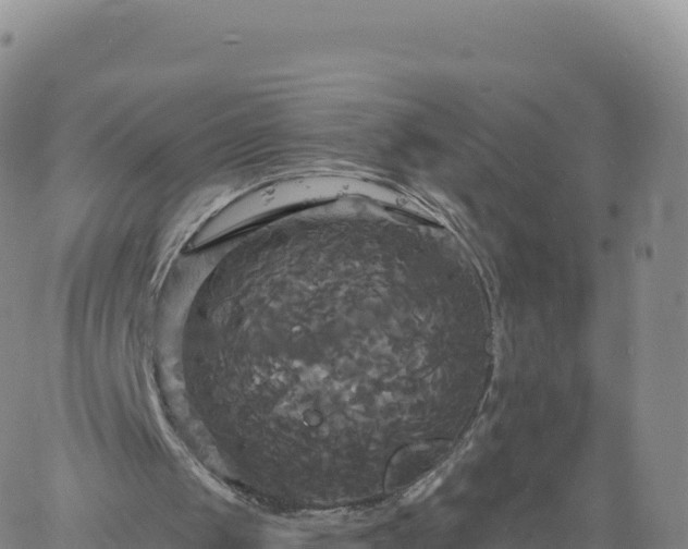 X0000061750049200512091646