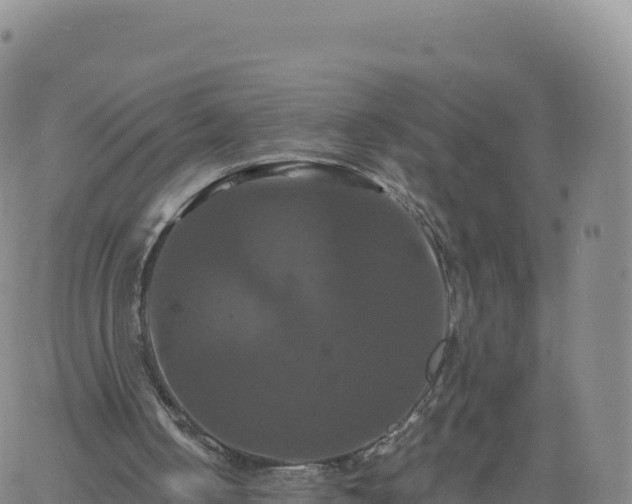 X0000061750050200512091646