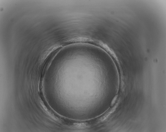 X0000061750057200512091646