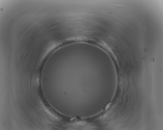 X0000061750063200512091646