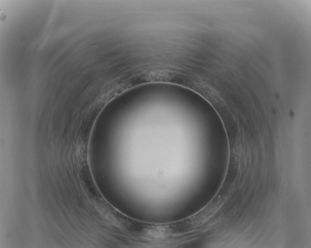 X0000061750079200512091646