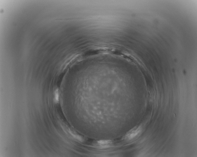 X0000061750095200512091647