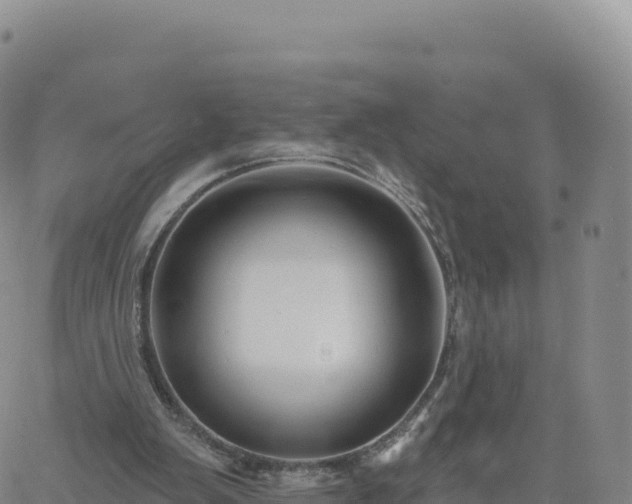 X0000061750103200512091646