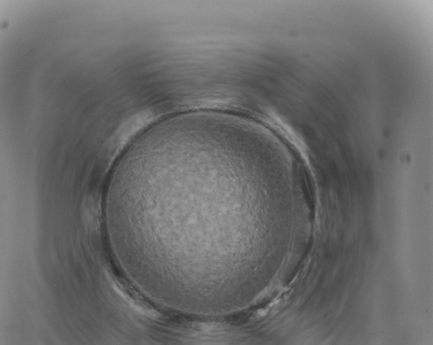 X0000061750107200512091646