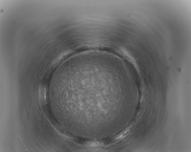 X0000061750115200512091646